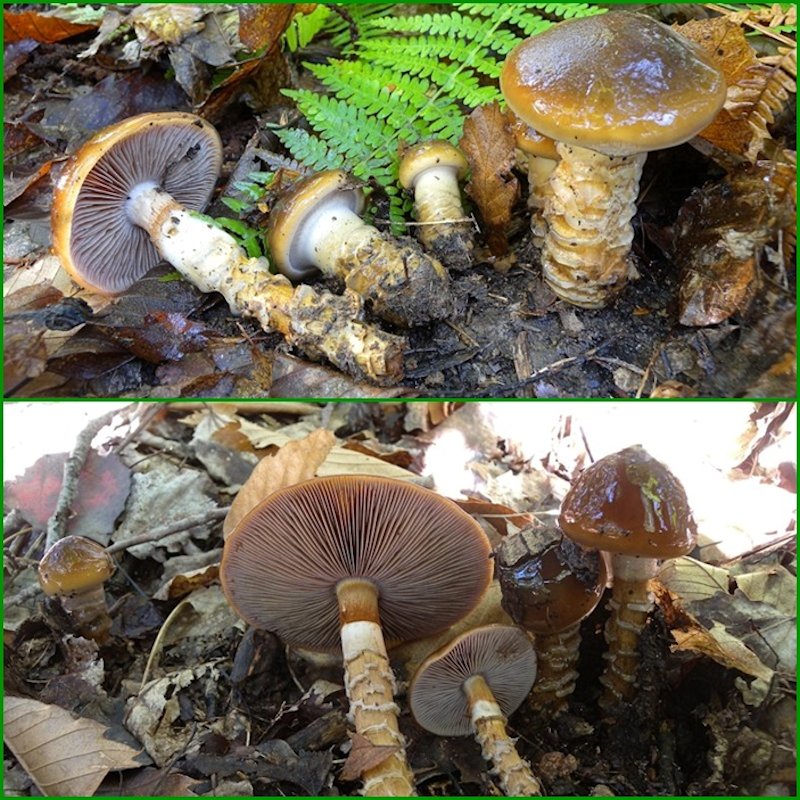 colori e sapori del bosco!!!